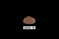 藏品(抱蛤)的圖片